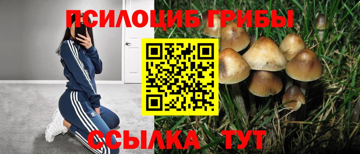 Тара  Галлюциногенные грибы Cubensis  Вход с VPN 